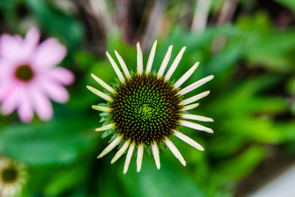 white petaled flower