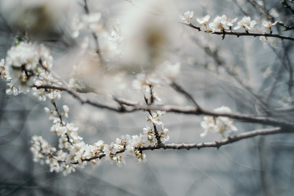 white cherry blossom