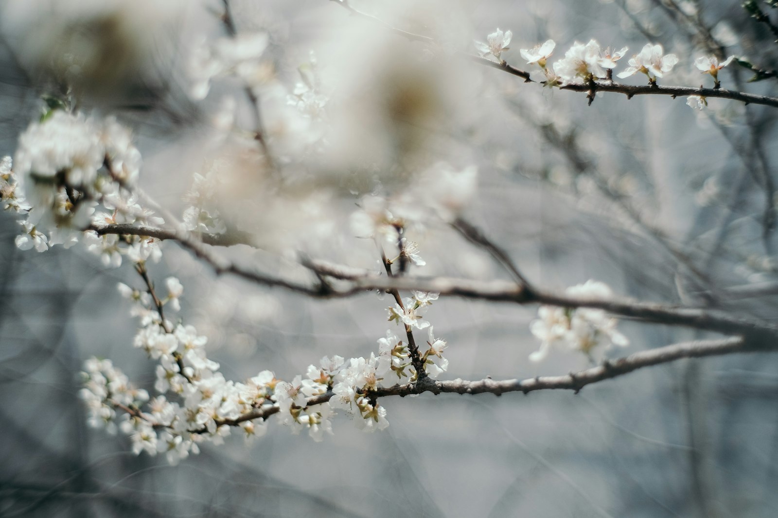 Fujifilm X-E2S sample photo. White cherry blossom photography