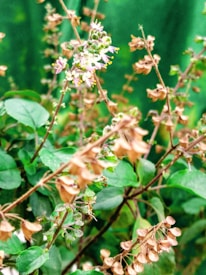 Delicate flowers and brown seed pods are seen amidst a background of green leaves. The foliage appears lush and vibrant, creating a striking contrast with the dried brown seeds. Tiny blossoms with hints of purple and yellow add a touch of color to the scene.