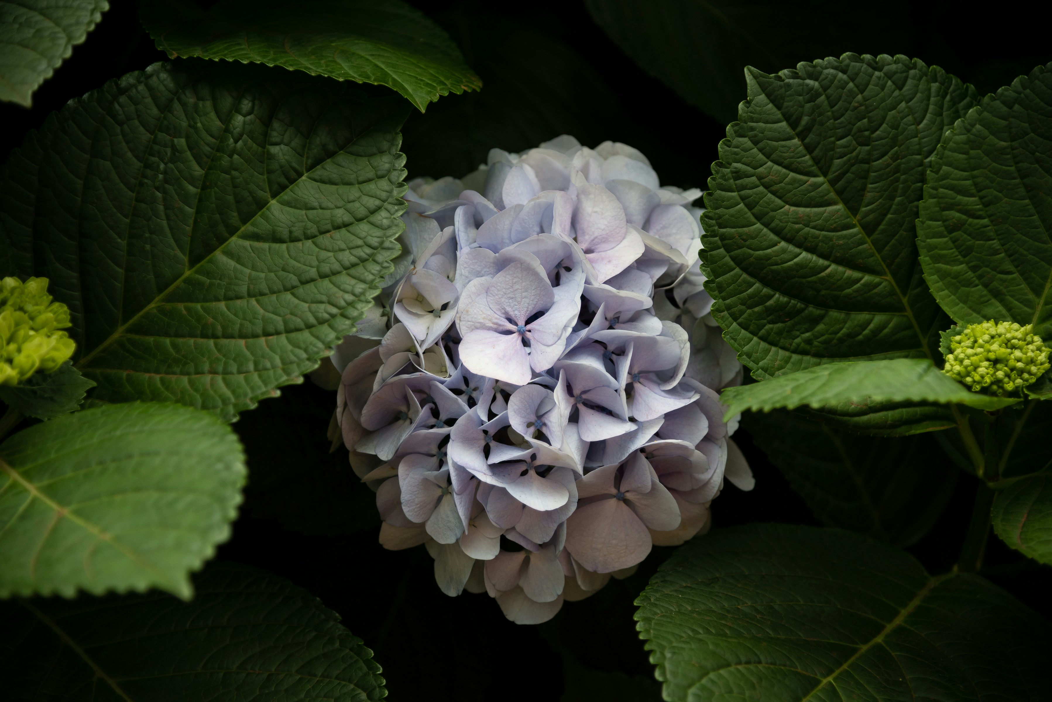 Photo by guillermova