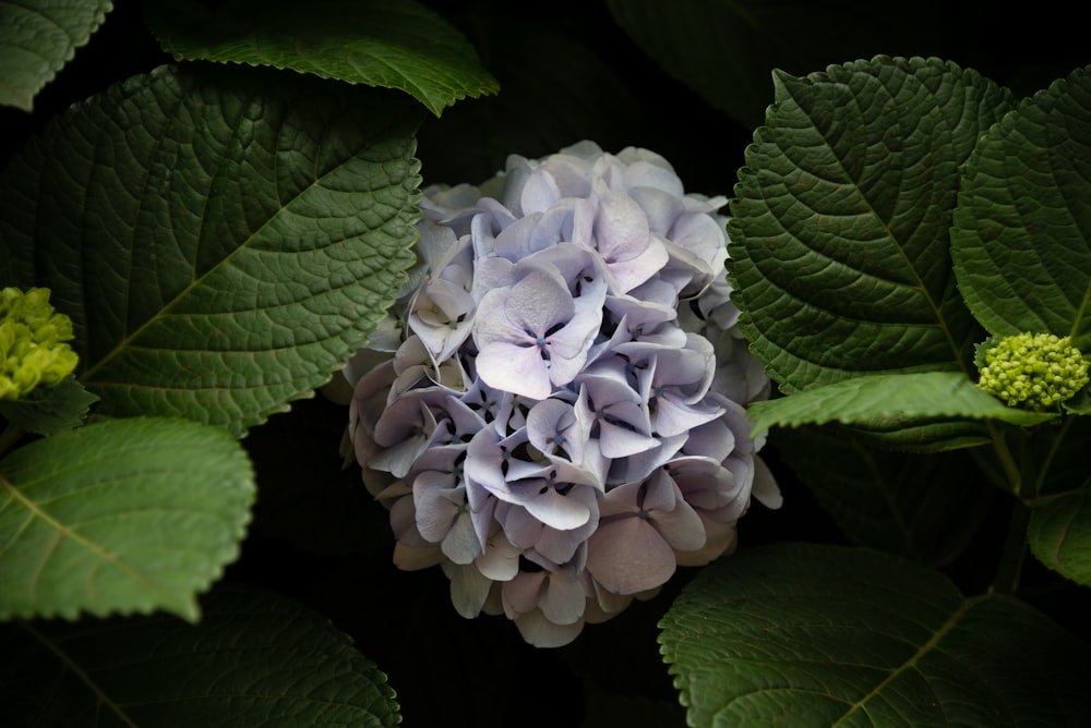 flor de racimo blanca