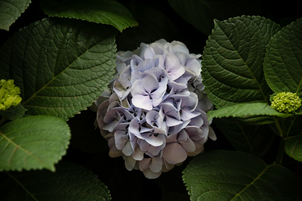 white cluster flower