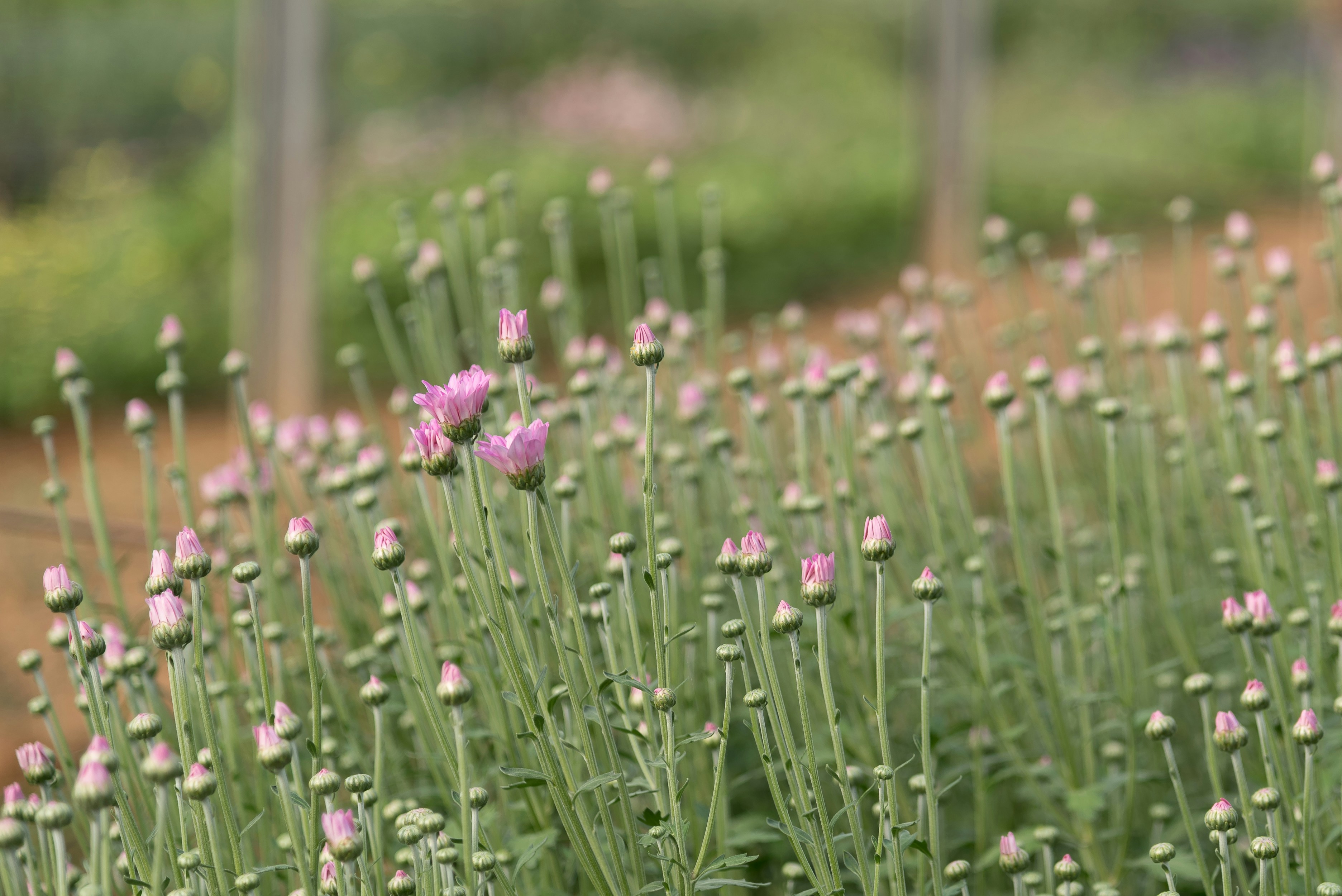 photo of purple flower
