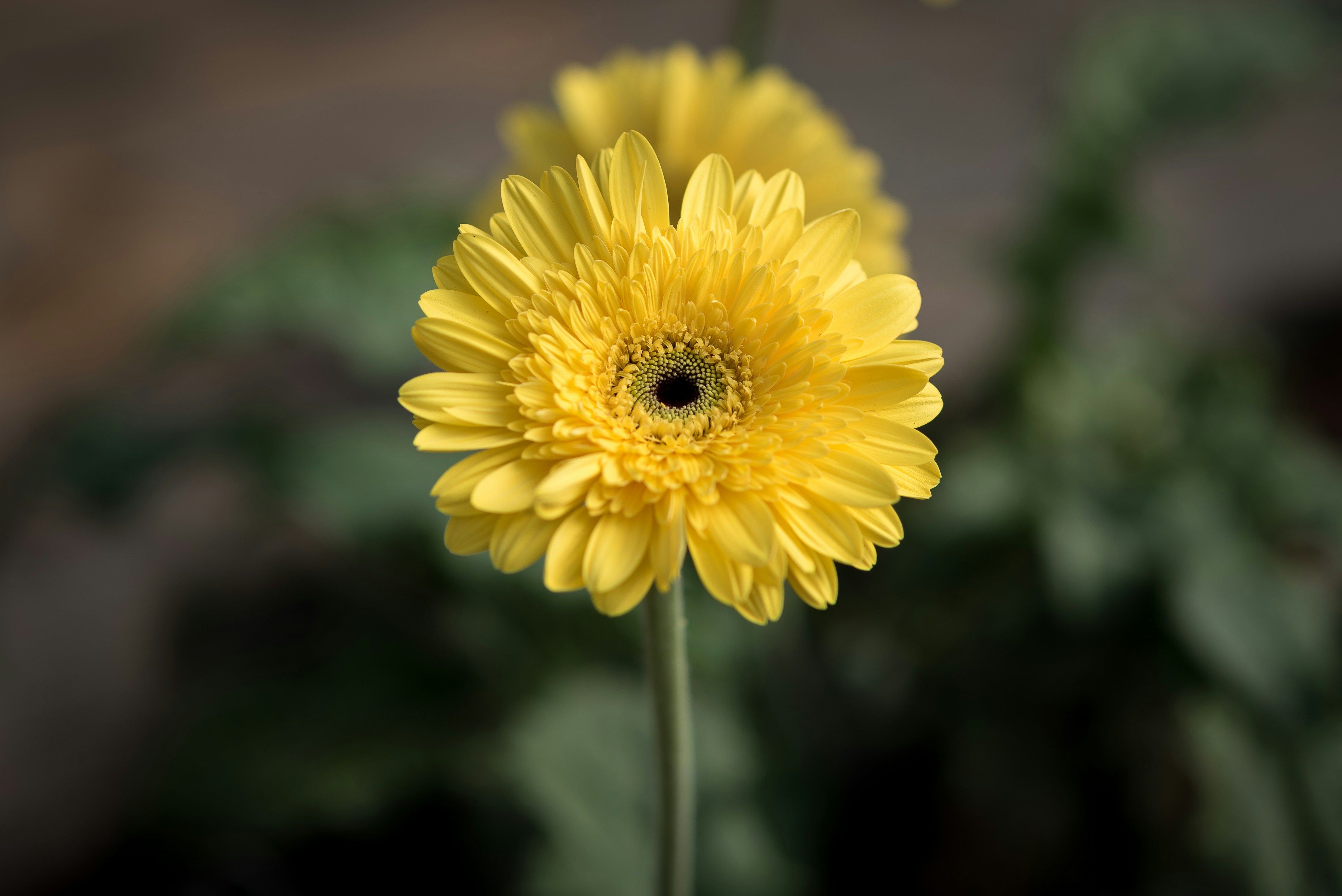 Photo by guillermova