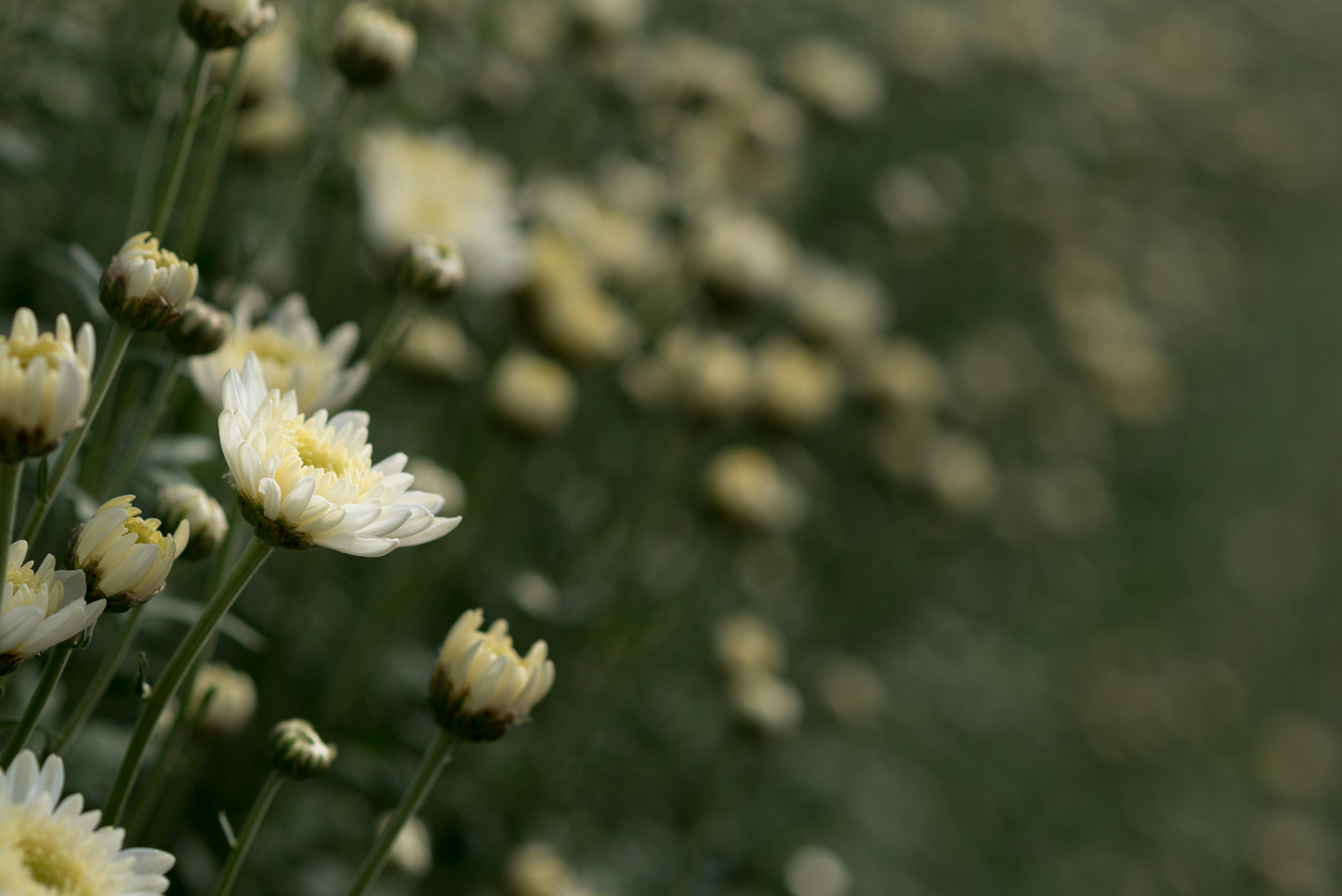 bed of white daisies