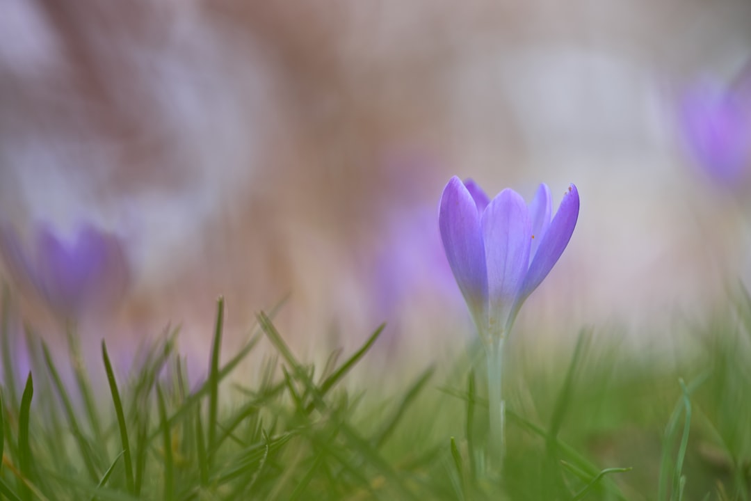 selective focus photography of purple flower