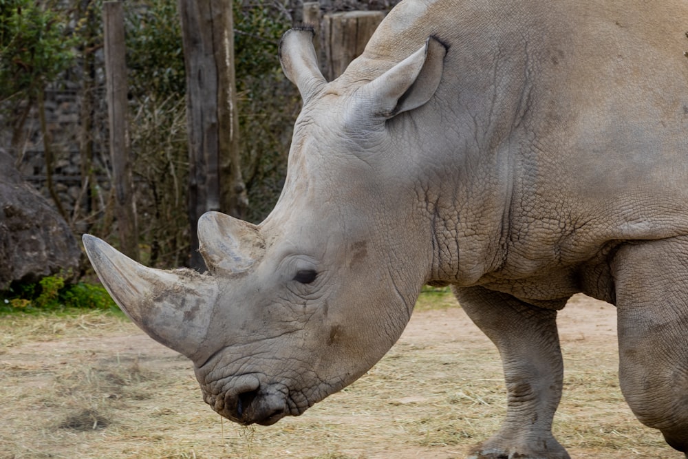 Foto von Graumaulnashorn mit flachem Fokus