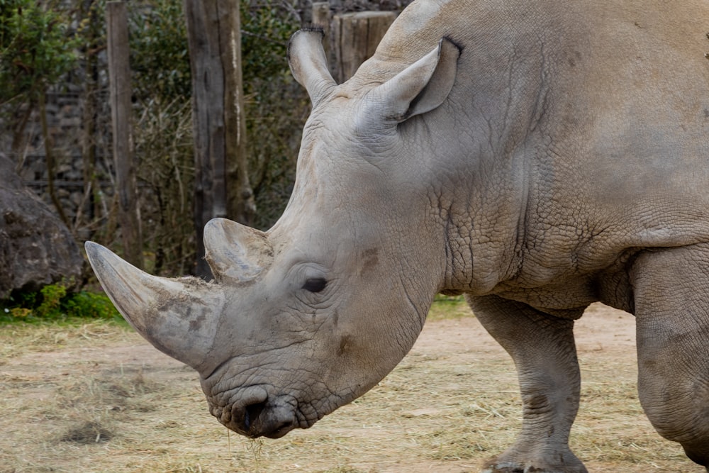Photo de rhinocéros gris à mise au point peu profonde