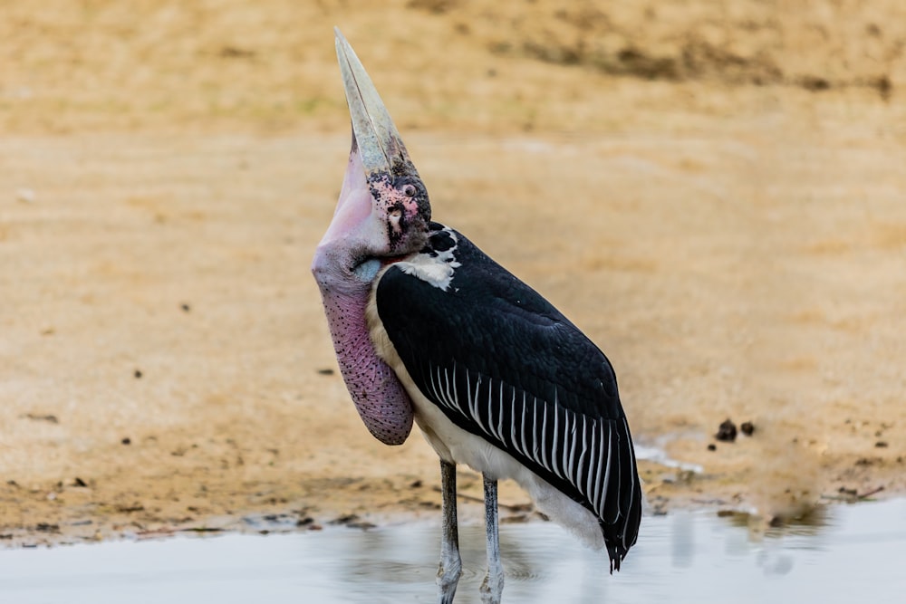 bird on water near shore