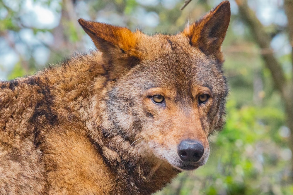 갈색 늑대의 선택적 초점 사진
