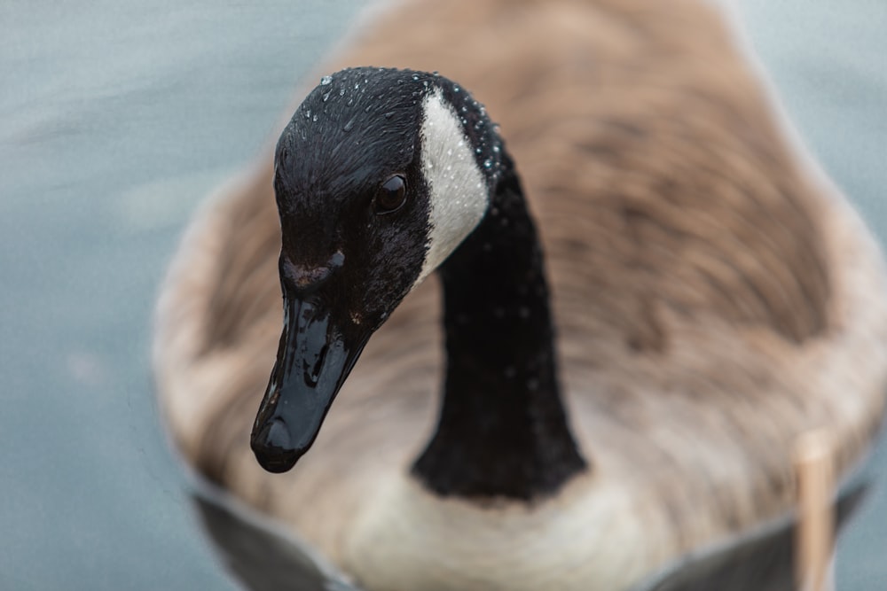 mallard duck