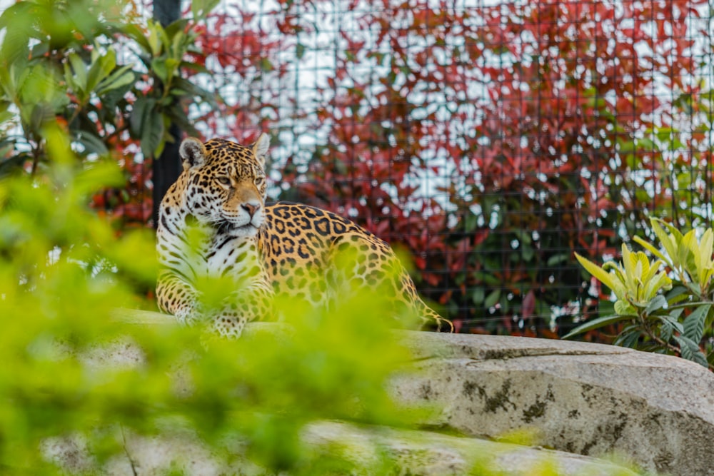 brauner und beigefarbener Leopard