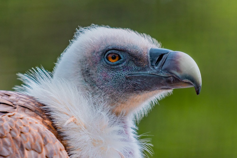 white and brown eagle