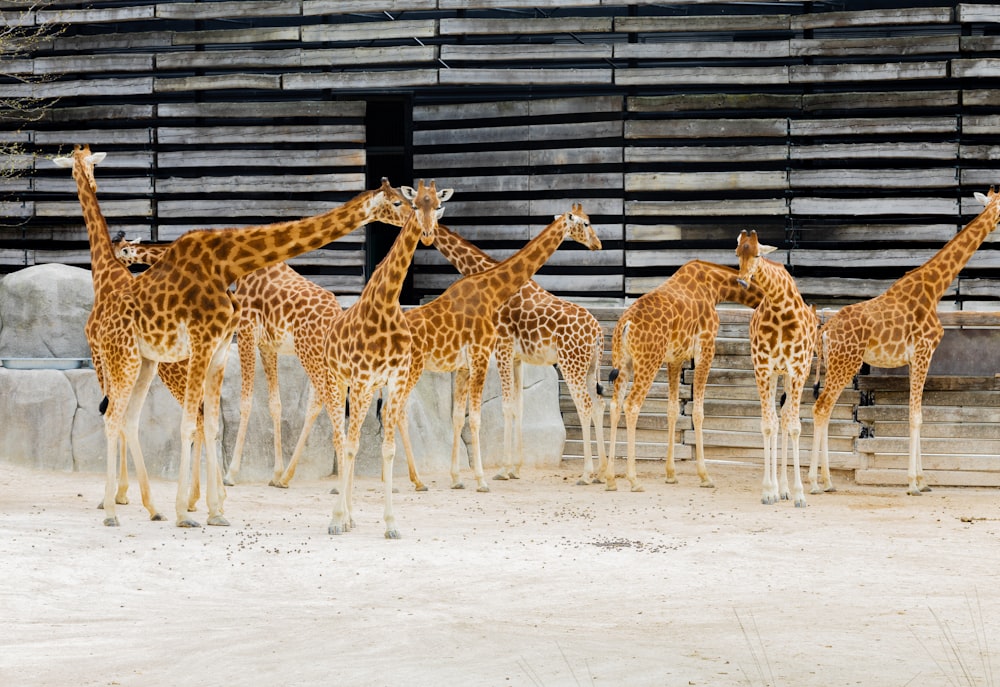 group of giraffe