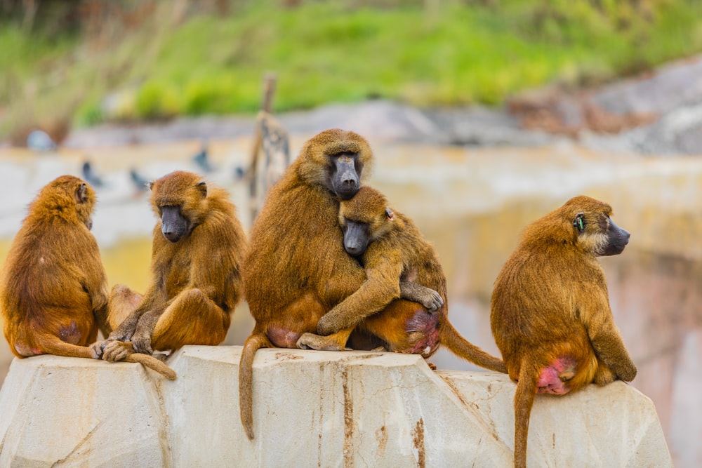 a group of monkeys sitting on top of a rock