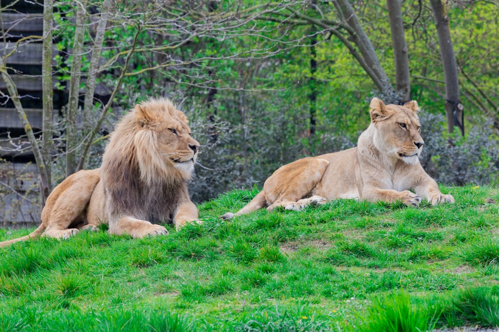 lion and lioness on green lawn grasses