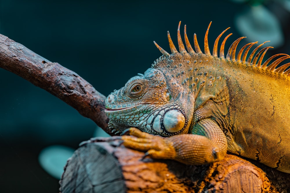 selective focus photography of iguana