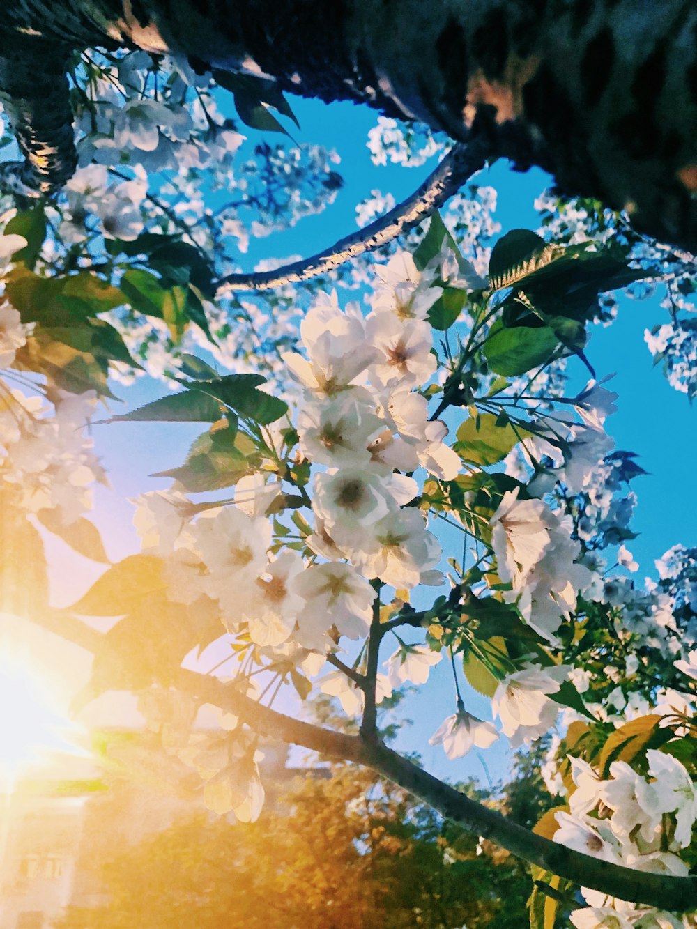 white petaled flowers