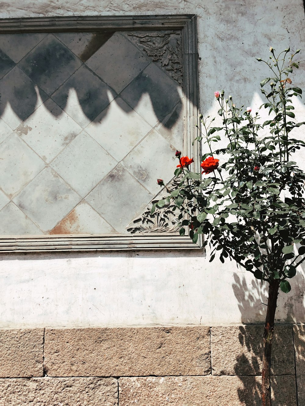 red flowering green plant near concrete wall