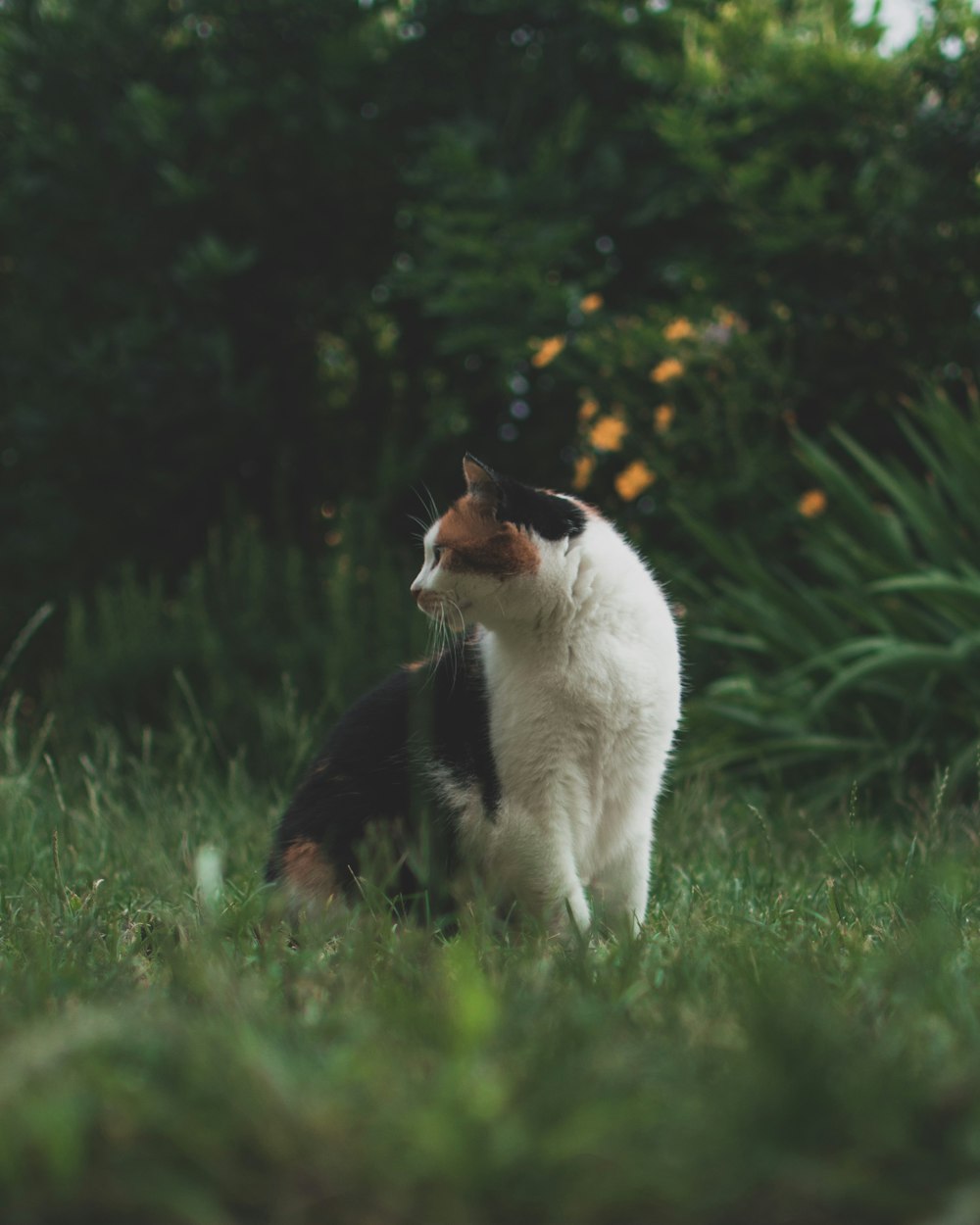 calico cat on green grass