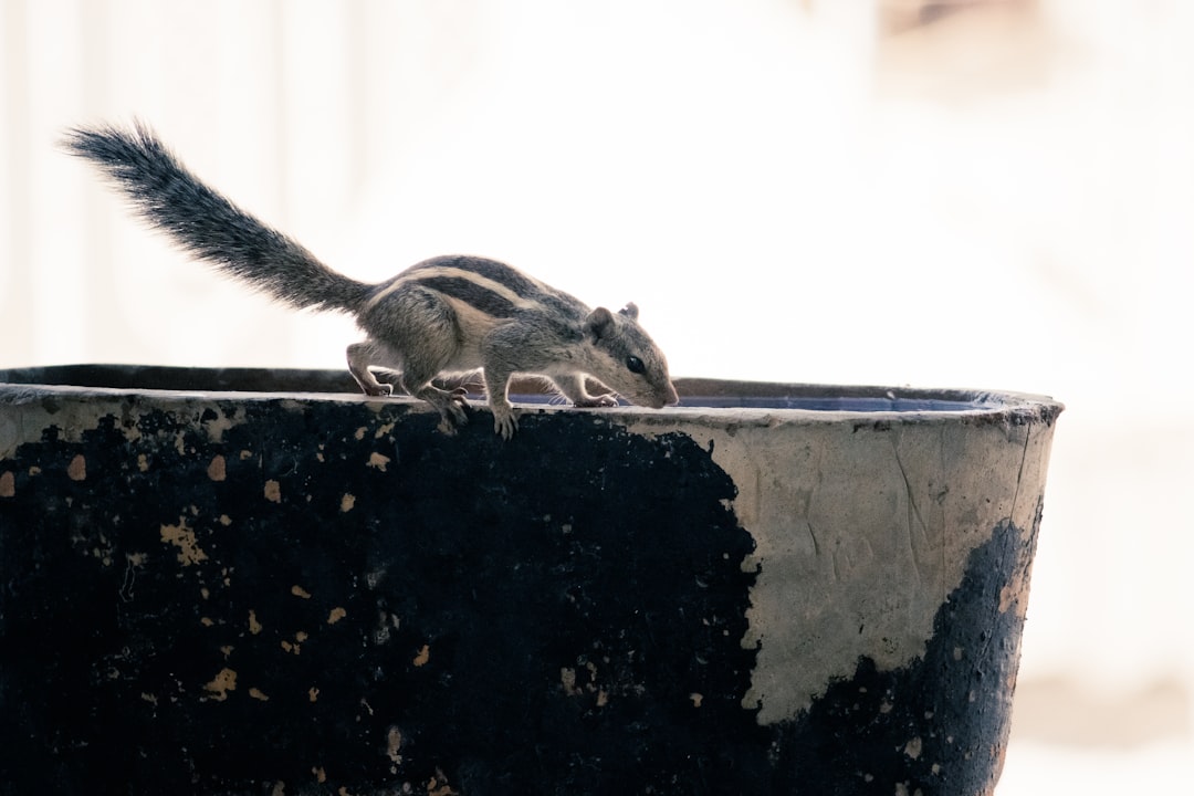 gray squirrel on pot