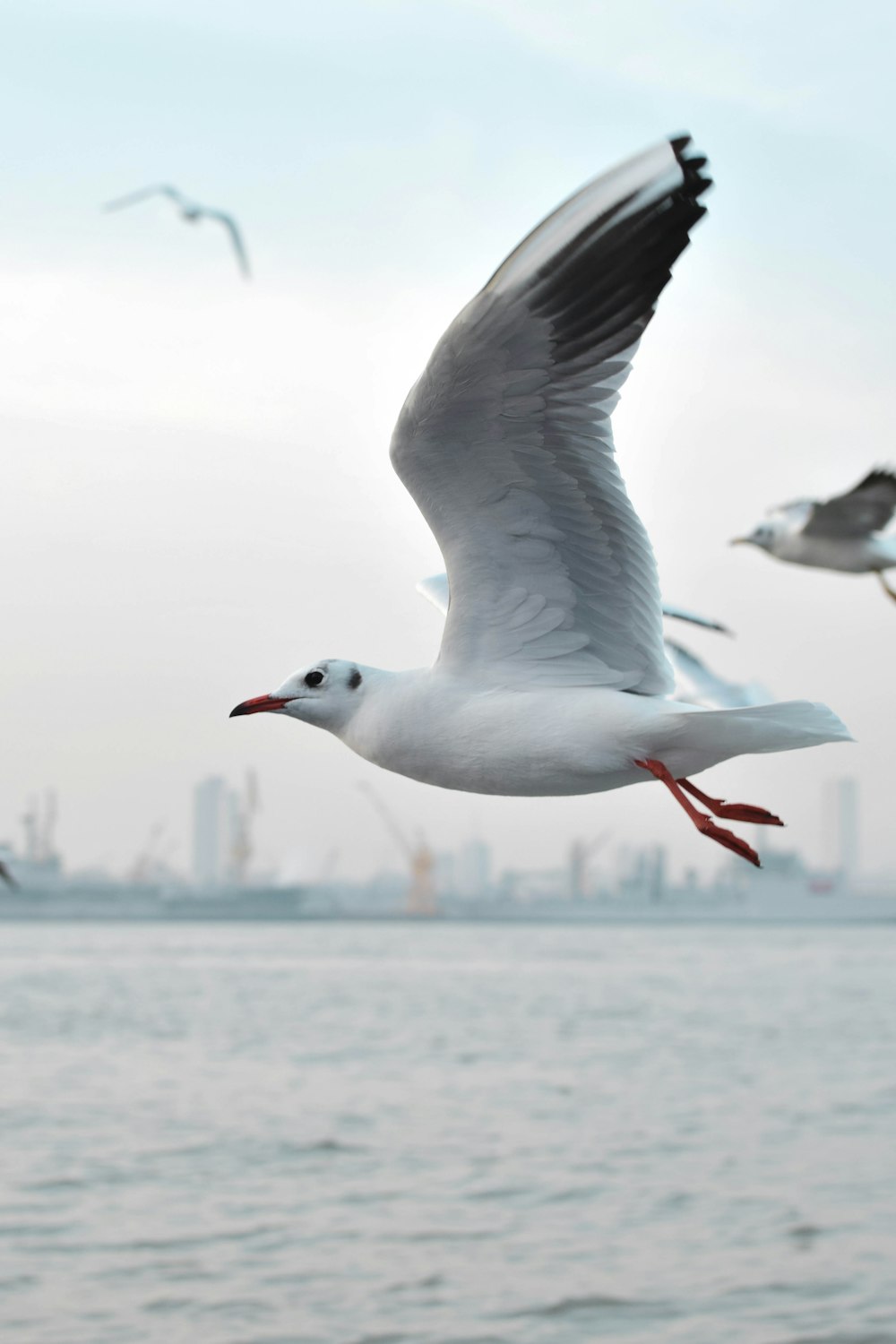 a seagull flying over a body of water