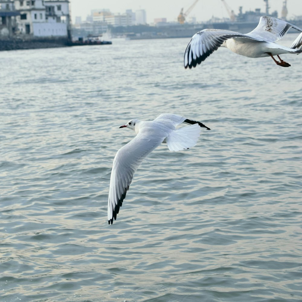 two seagulls flying over a body of water