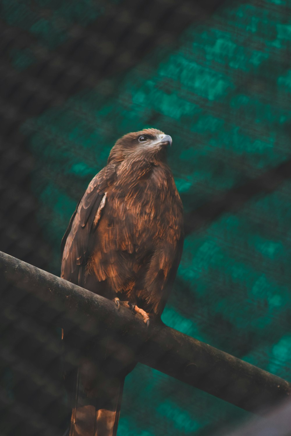 brown hawk