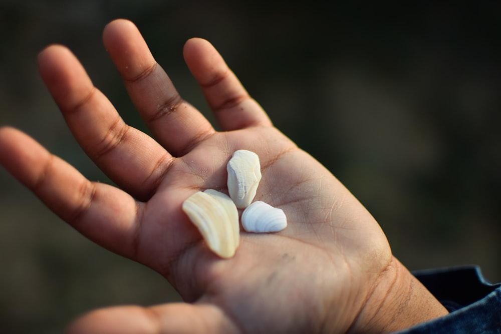 person holding three shells