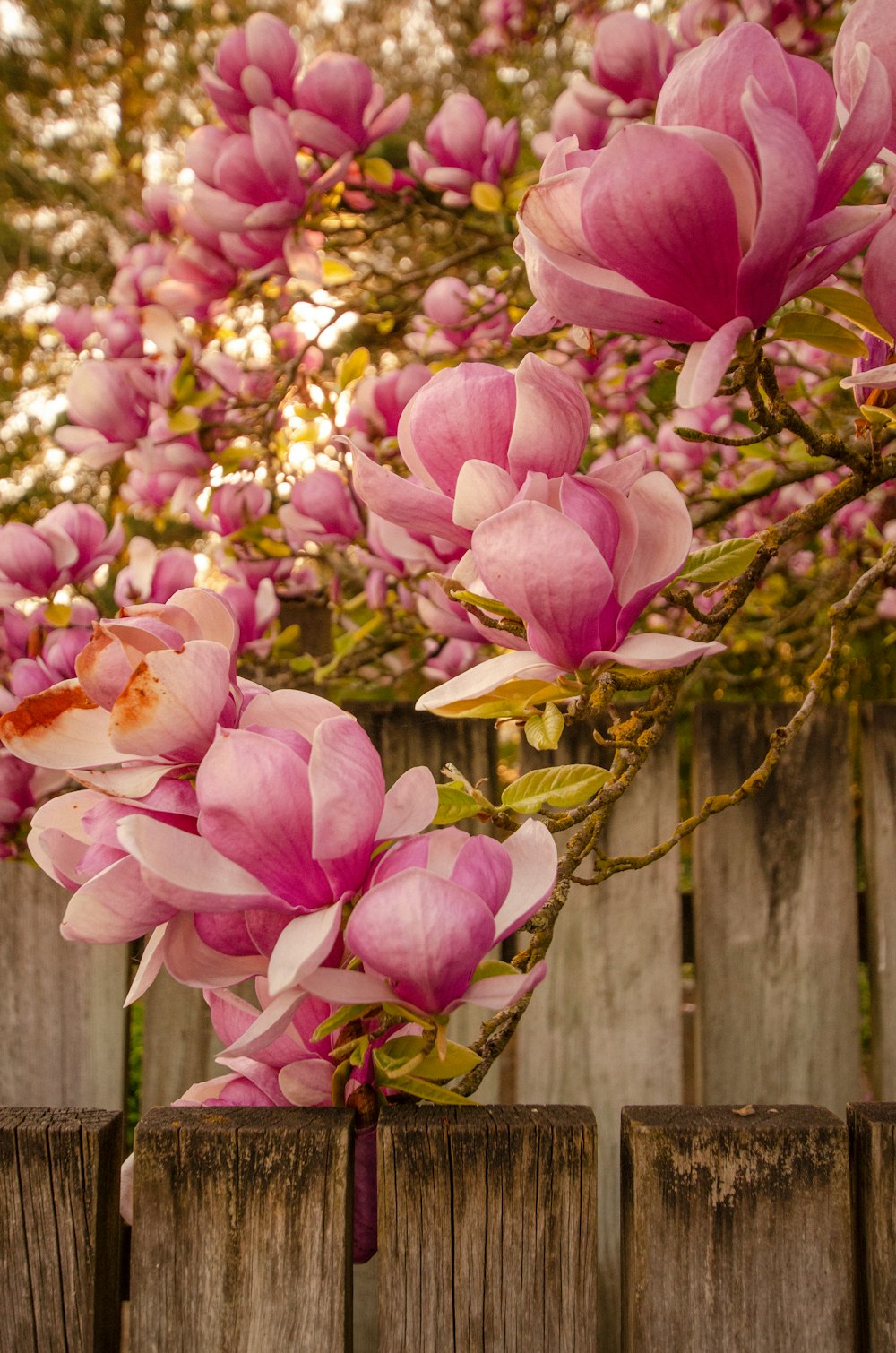 a bunch of pink flowers on a tree