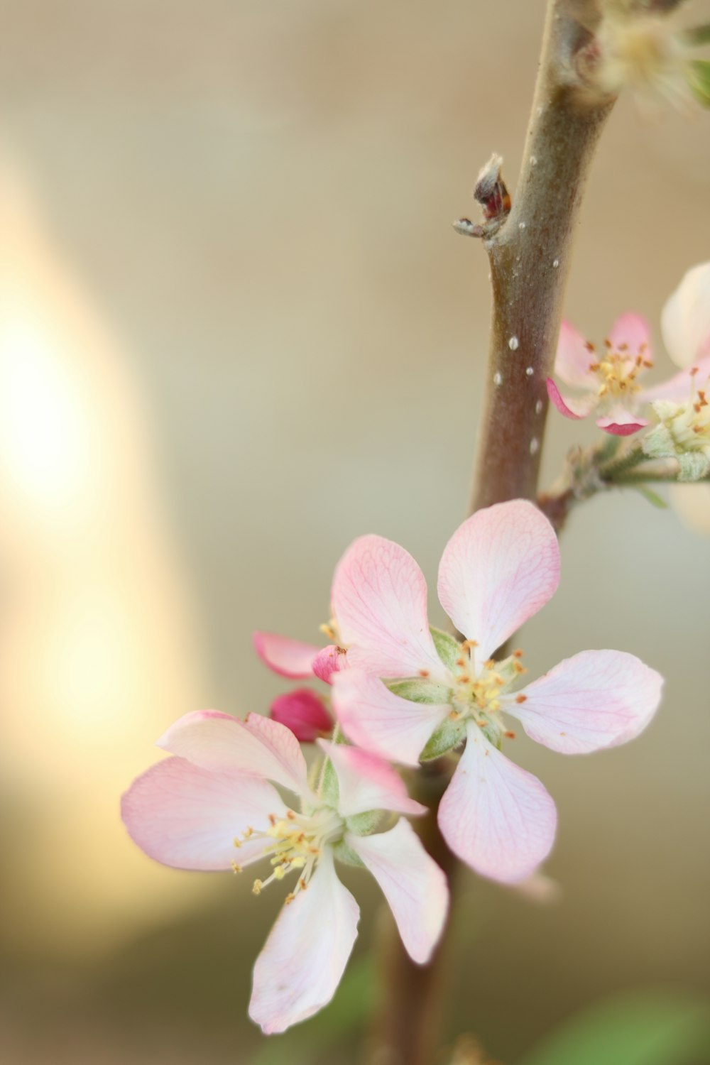 white and pink petaled flower