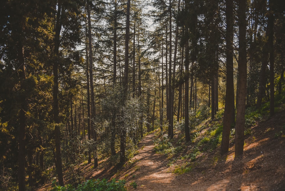 green trees