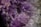 Clusters of purple crystals with a translucent appearance and sharp, angular facets. The crystals have a deep violet hue with variations in light and shadow, creating a textured and intricate pattern.