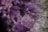 Clusters of purple crystals with a translucent appearance and sharp, angular facets. The crystals have a deep violet hue with variations in light and shadow, creating a textured and intricate pattern.