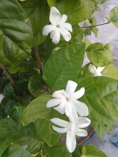 An elegant setting featuring jasmine flowers in a decorative vase.