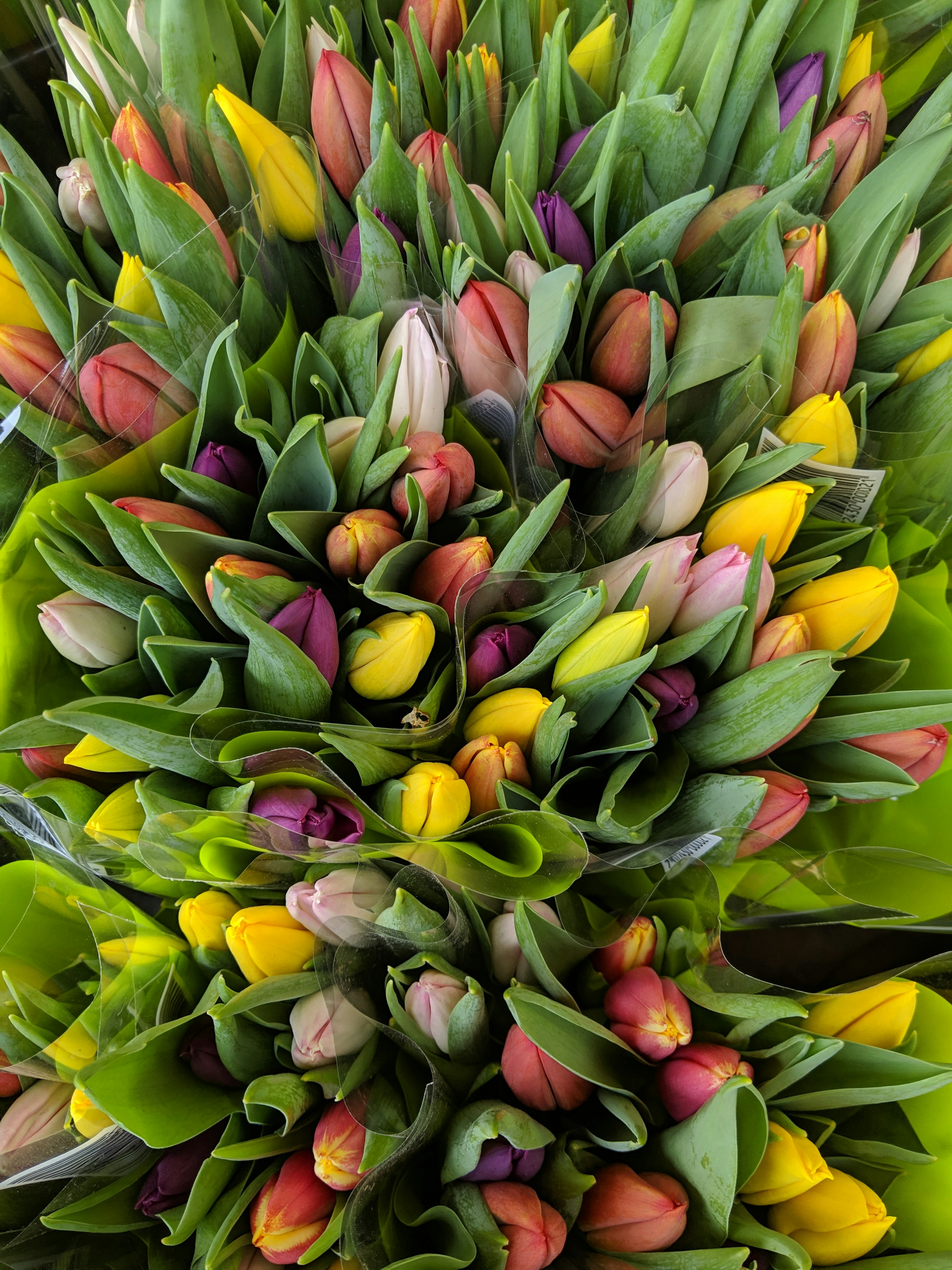 Colorful mixed tulips in red, pink, yellow and purple in a vibrant bouquet
