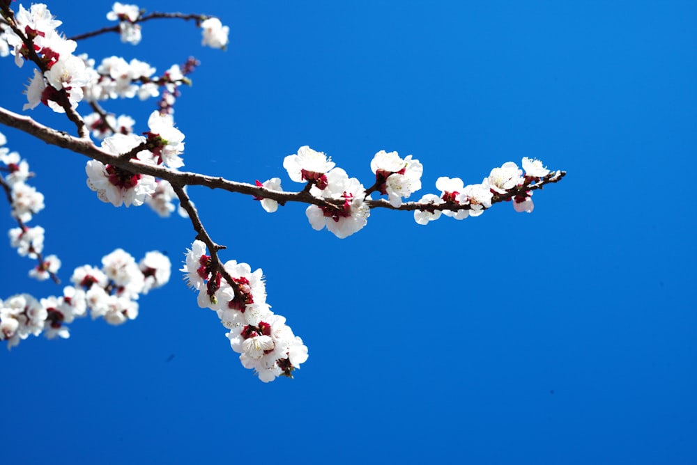 white flowers in bloom