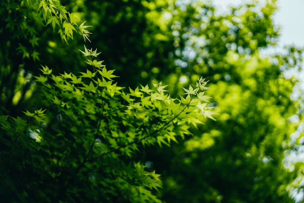 a close up of a tree branch with green leaves