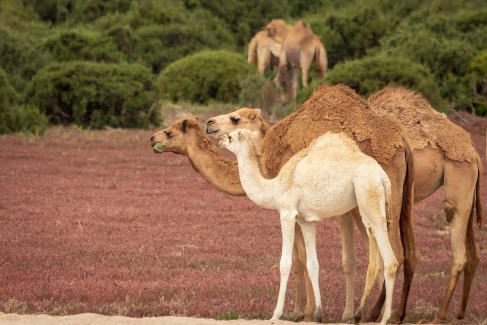 two brown and one white camels