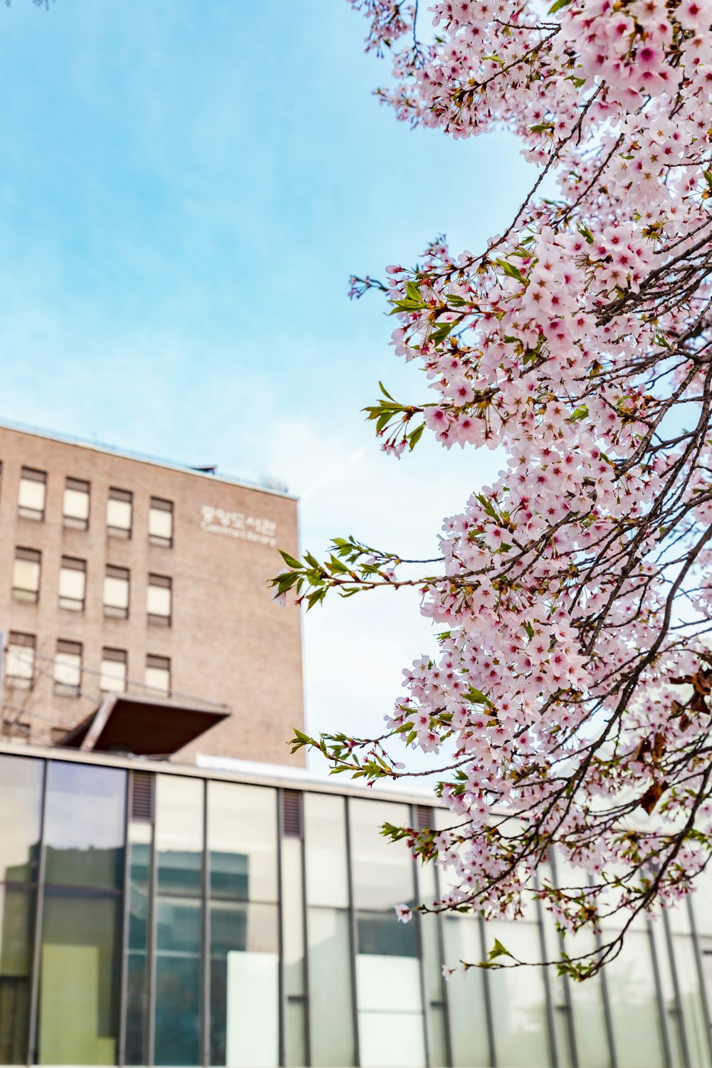 pink petaled flowers on postgraduate backdrop