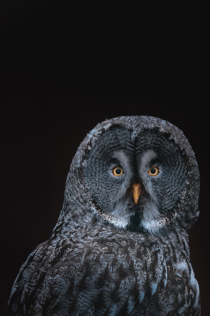 The trustworthy owl