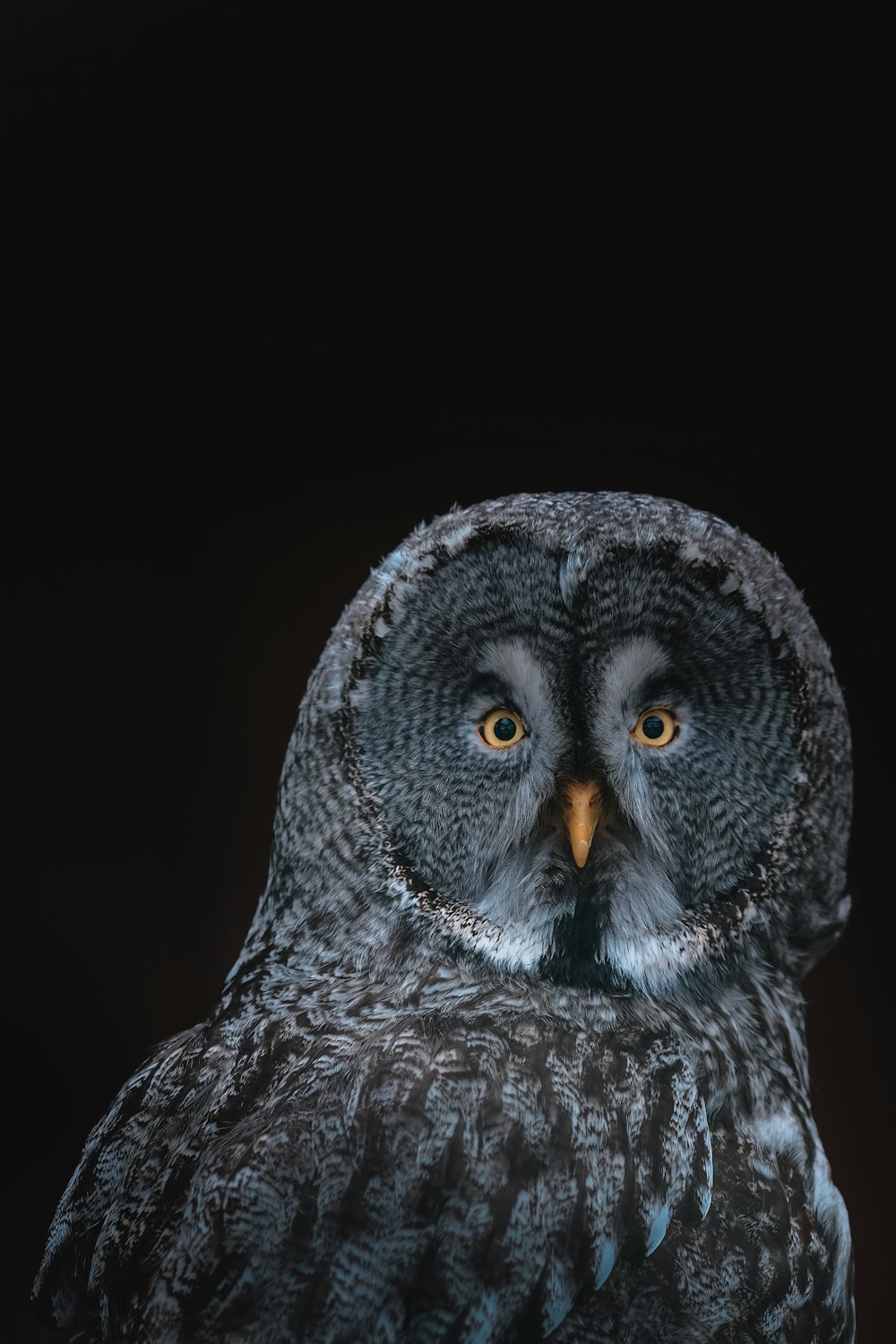 gray owl on black background