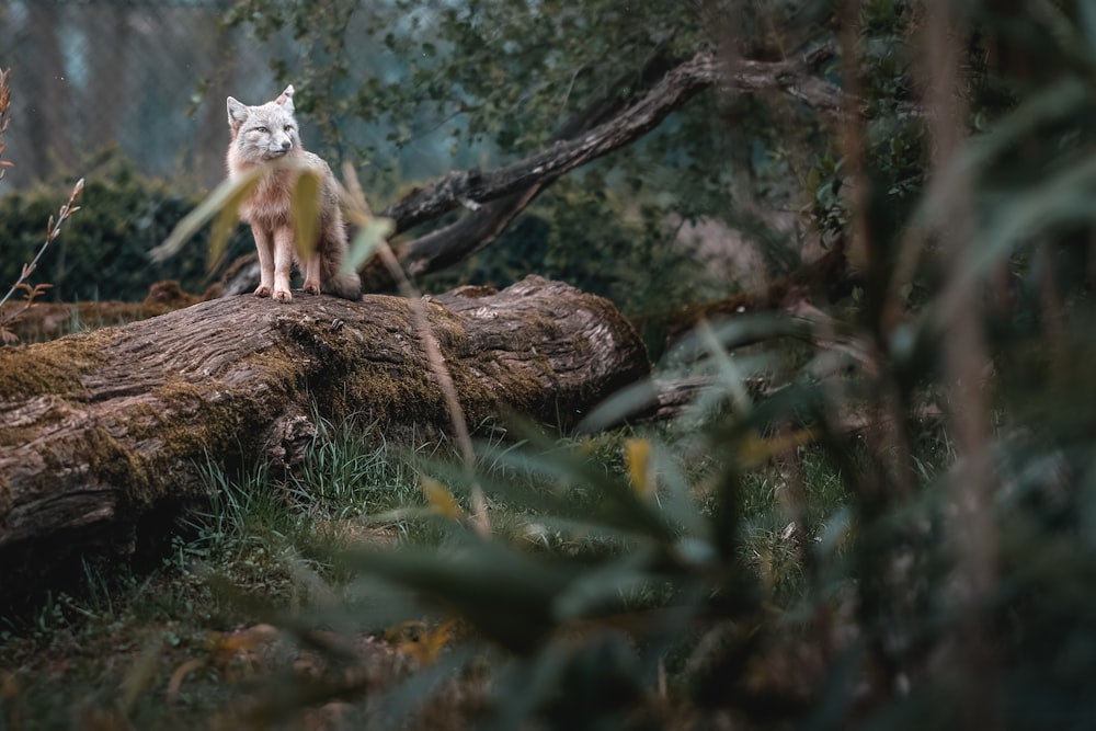 a cat sitting on a log in the woods