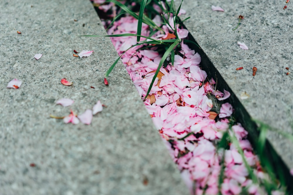 pink petals on the ground next to a sidewalk