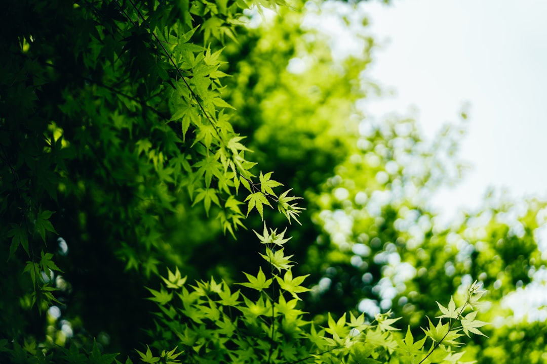 green palmate leaves