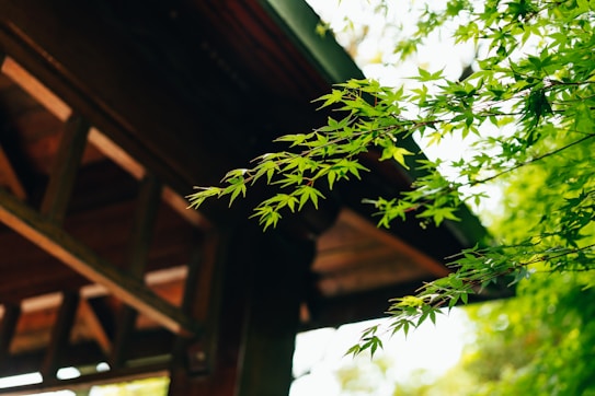 Green maple leaves extend towards the foreground while a wooden structure with a sloped roof is visible in the background, partially shaded by foliage.