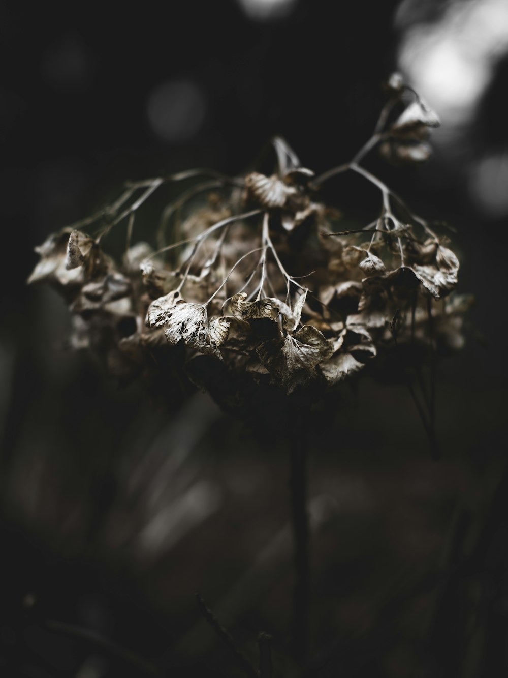 a black and white photo of a leafy plant