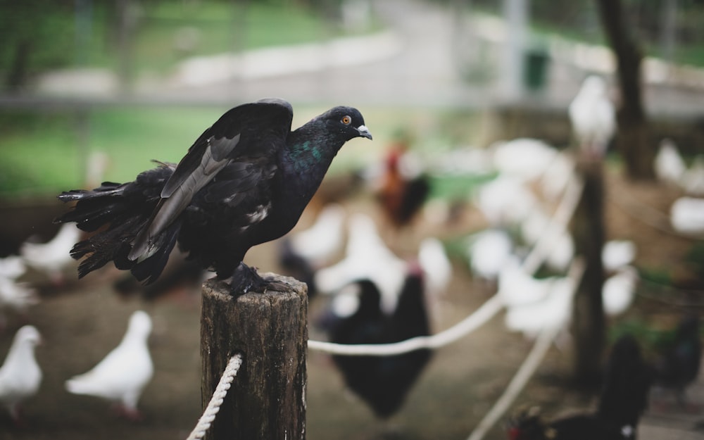 selective focus photography of black bird