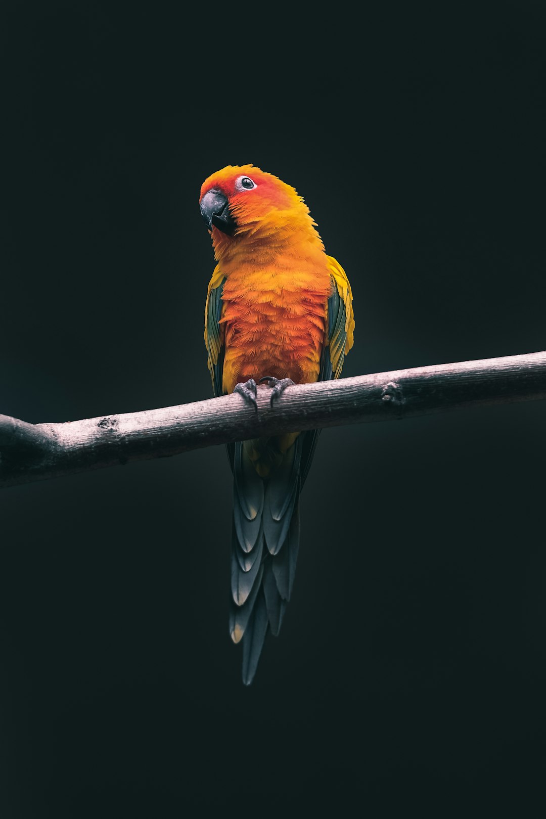  orange parrot parrot